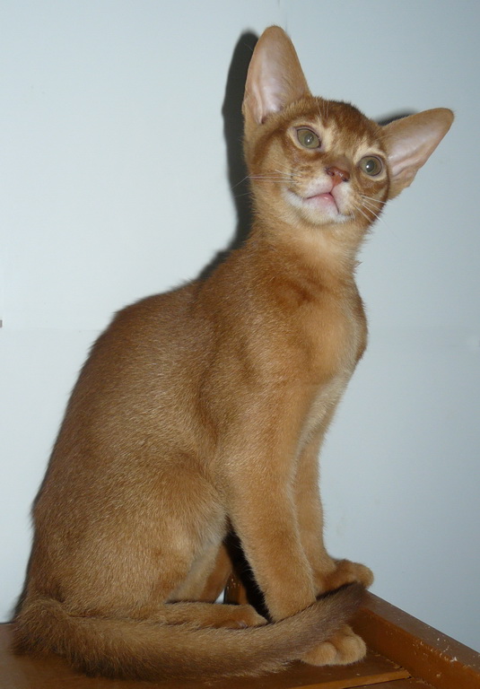 абиссинский котик 4 мес