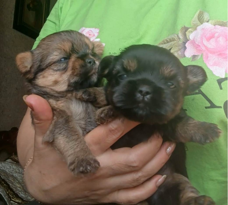 ����� �������� �����, ��������