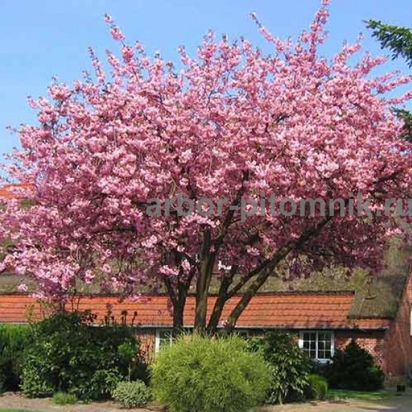 ������ ����� �������� ������������ � ������� ��� ������� ������ � ������