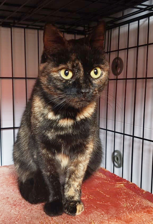 ����������� ������� ���� ���� �� �����. �������� � �����