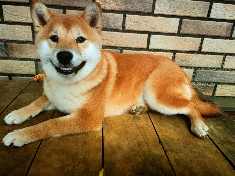 ����� ���� �������