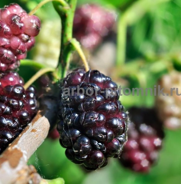 �������� ������� � �������� ���������� ������� �� ��������