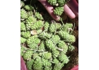 Лекарственное-растительное сырь