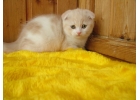 Душевные шотландские котята из питомника