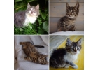 Чудесные маленькие котята в дар. 1,5 месяца