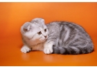 Изюмительные шотландские котята из питомника