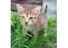 Котята добрым людям