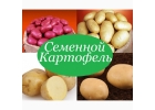 Продам картофель посевной посадочный
